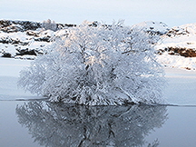 tree-at-lake-myvetn-adjusted-and-sized-1216360